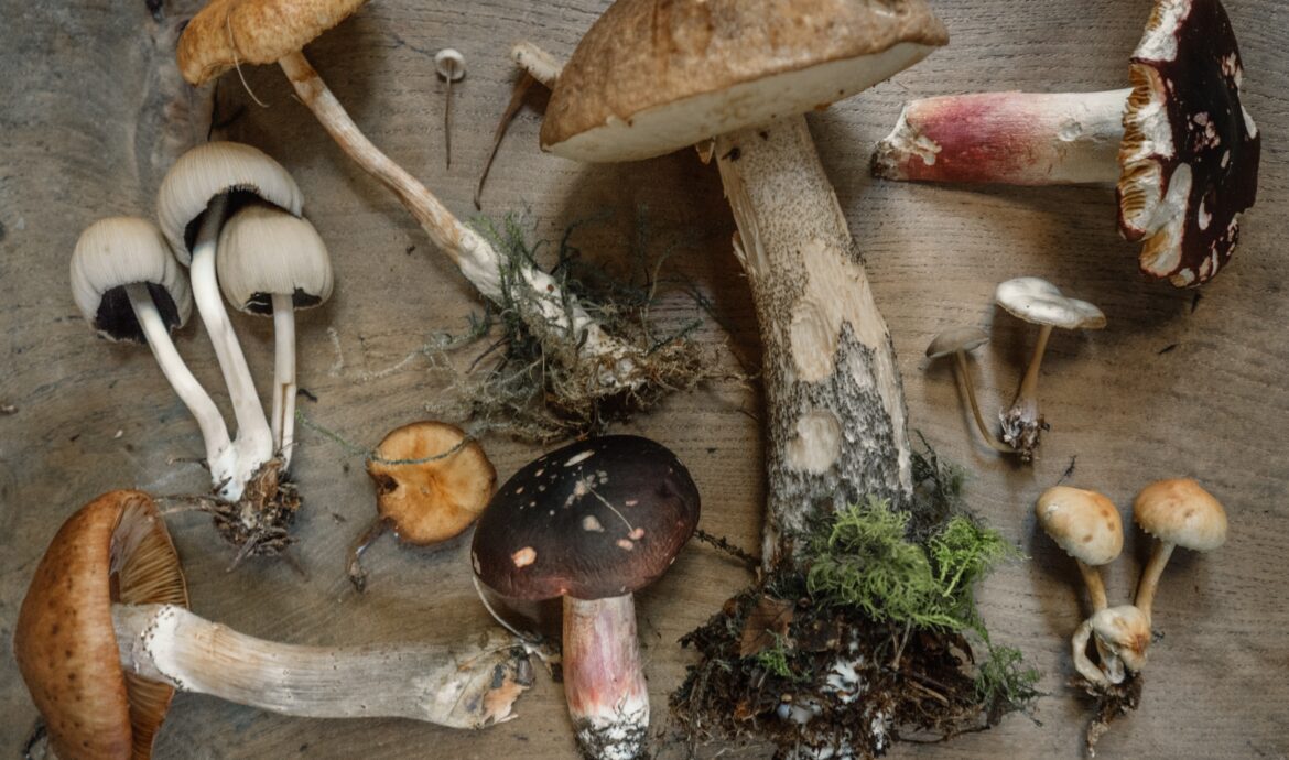 immune boosting mushrooms