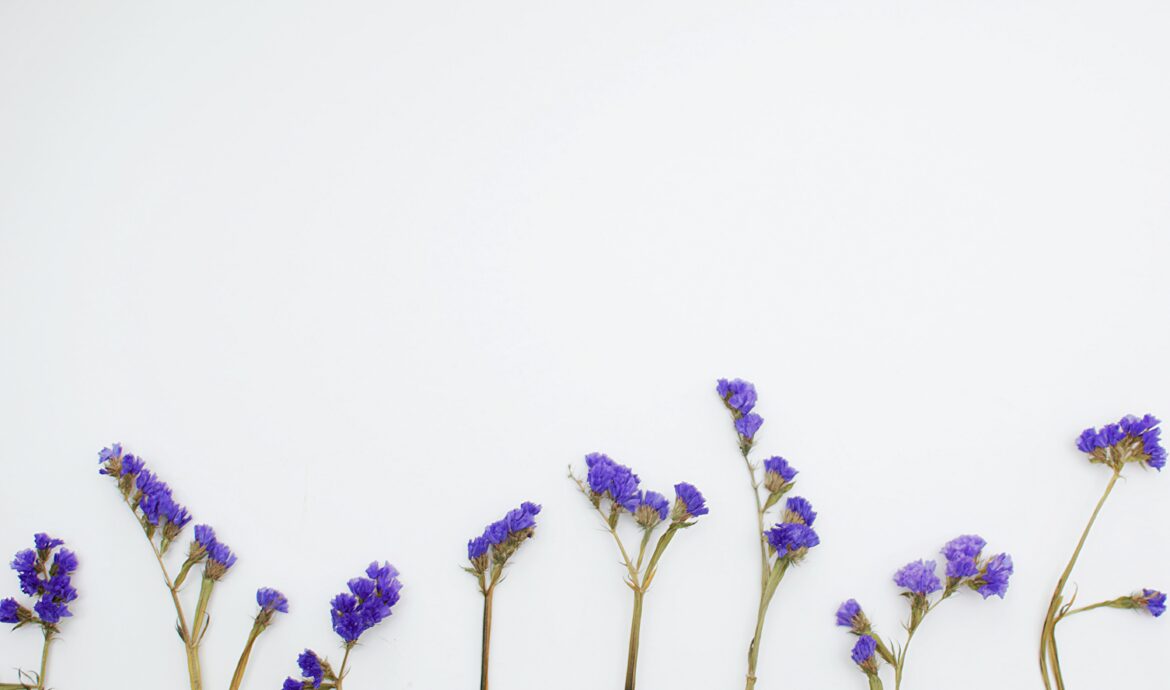 chicory root flowers